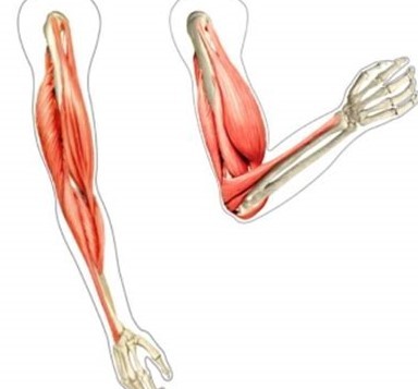 筋トレ 筋肉の収縮について 筋トレ 筋肉の収縮について